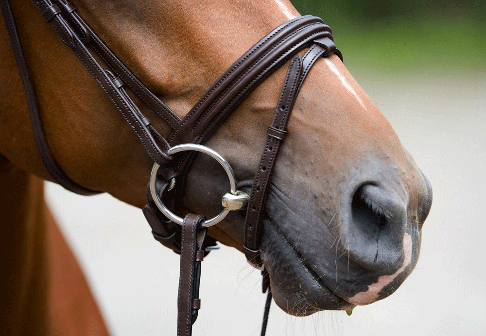 Tack Choices Can Affect Your Horse’s Performance and Attitude