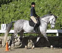 Tips on Sitting the Trot and Cross-Training