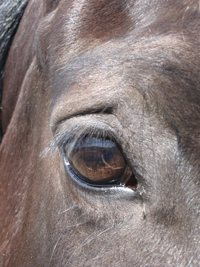 Your Horse’s Amazing Eyes