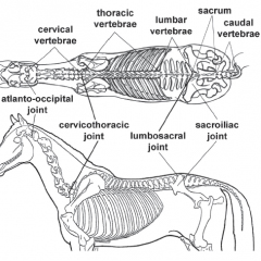 The Anatomy of Dressage Horse Hindquarters
