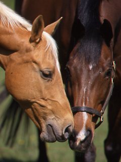 The Slaughter Debate: Save the Horses?