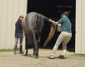 Recognize the Signs of Equine Neurological Disorders