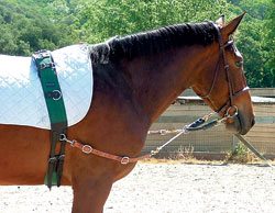 These Tools Help Develop Your Horse`s Proper Frame