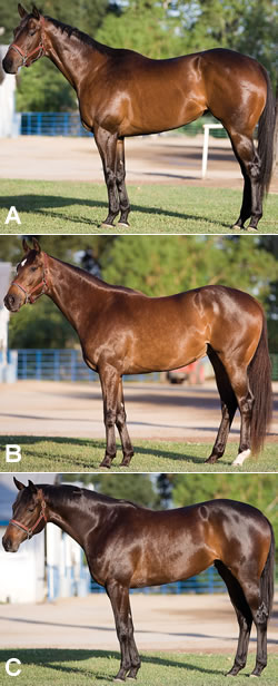 Conformation Clinic: Thoroughbred Mares