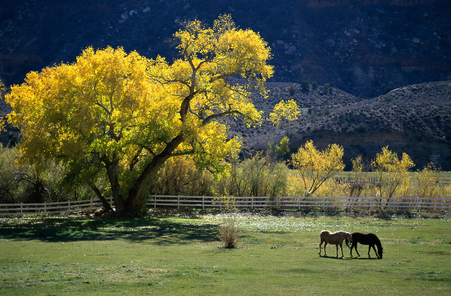Tips for Fall Pasture Management