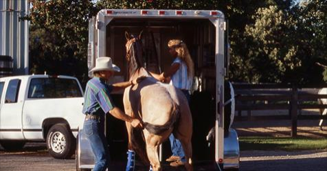 Tips for trailering your horse in summer