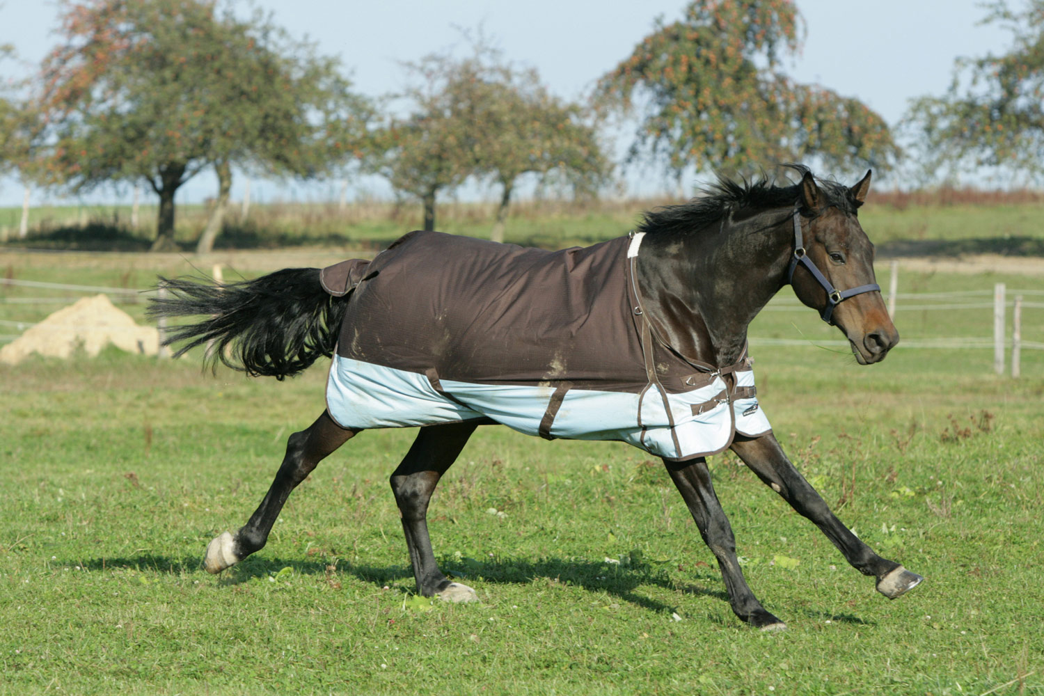 Tips on Disinfecting Horse Blankets