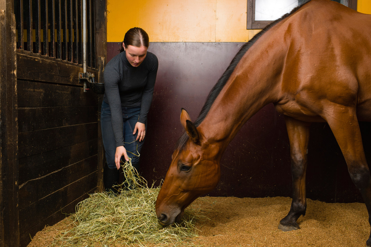 Tips on Soaking Hay for Horses