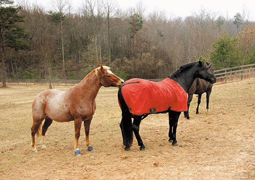 To Blanket Your Horse?or Not?