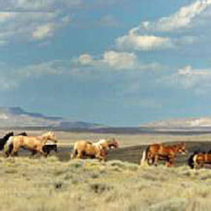 Top Tips for Going on Cattle Drives