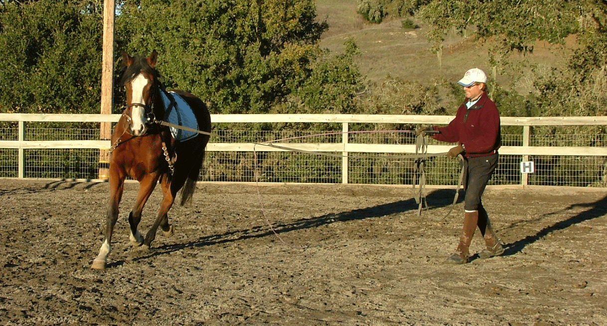 Training Horses Is Never A Straight Line