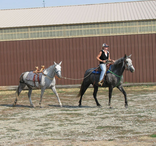 Training Pack Animals: Gait Training and the Pony Horse