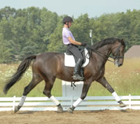 Training Your Horse Through the Trot