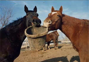 Improve your horse’s mealtime manners