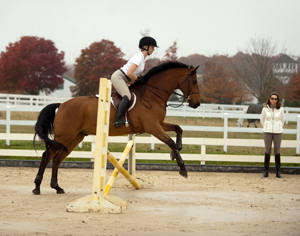 Video: Master Riding Trot Fences
