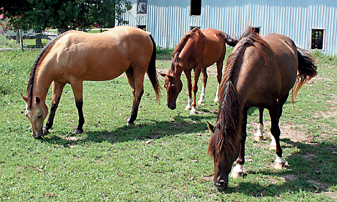 Four Keys to Equine Weight Loss
