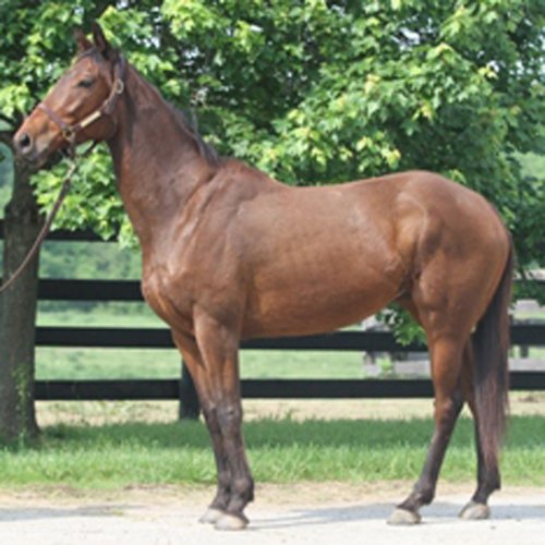 Meet the Kentucky Equine Humane Center’s Adoptable Horse of the Week: Unravelled