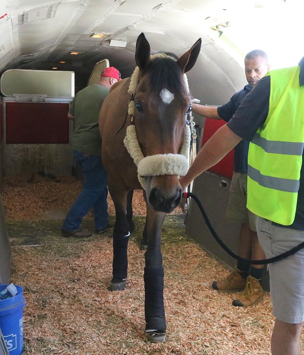 U.S.-Based International Jumping and Dressage Horses Arrive for 2015 FEI World Cup™ Finals in Las Vegas
