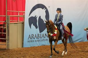 All That Glitters…is Red Roses, Friendly Competition and the Most Beautiful Horses in the World: Arabian & Half-Arabian U.S. Nationals 2014