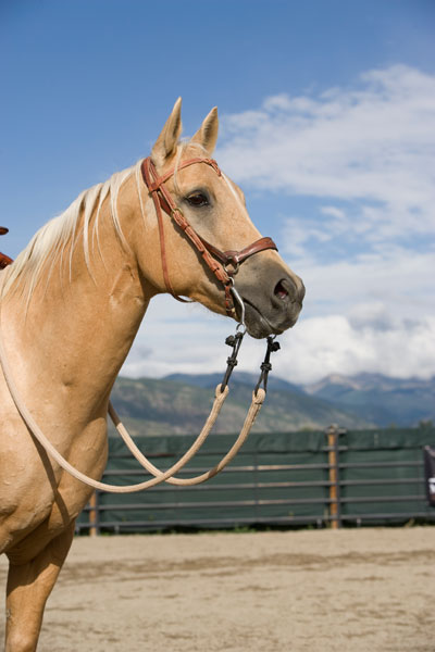 USRider Partners with the AQHA