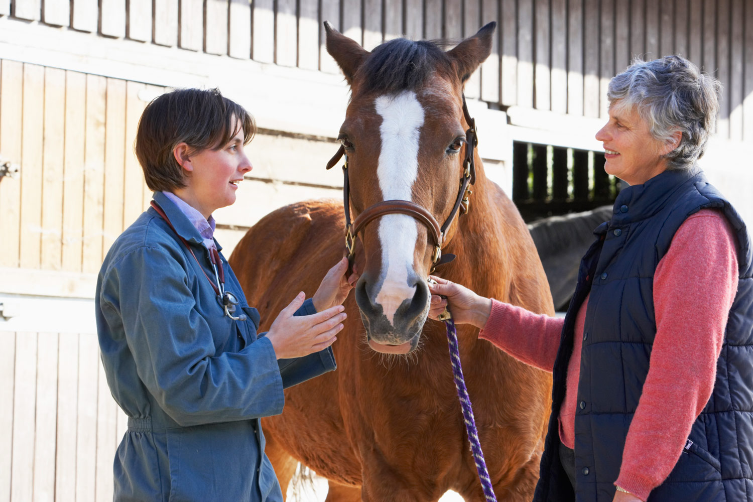 Vaccination Reactions in Horses