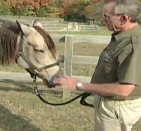 Video: Understanding Equine Laminitis: How Does Laminitis Or Founder Affect Your Horse?