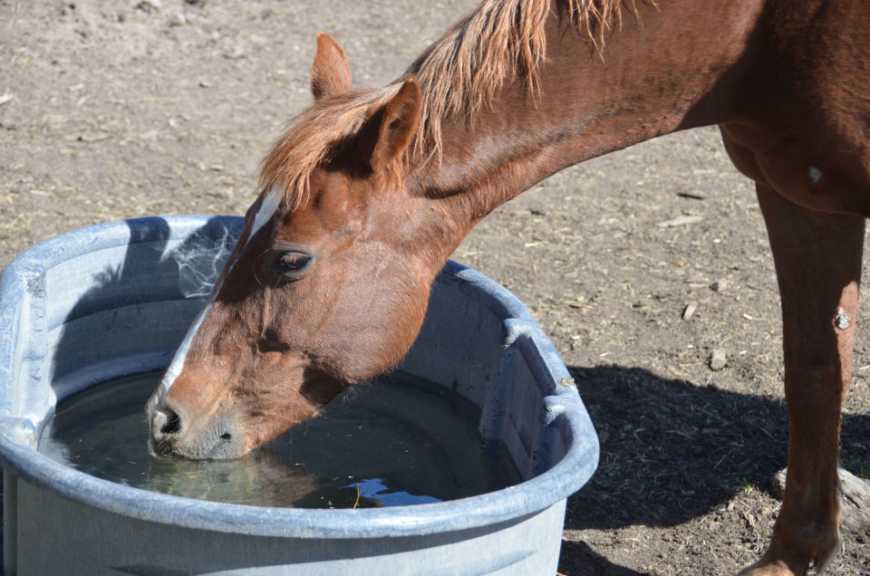 Cleaning Water and Water Tanks on Horse Farms