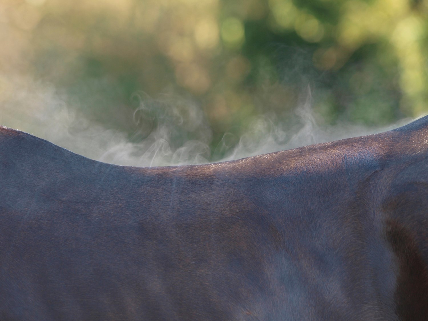 What to do about your horse’s sore back