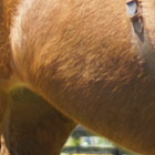 What’s Your Horse’s Colic Risk?