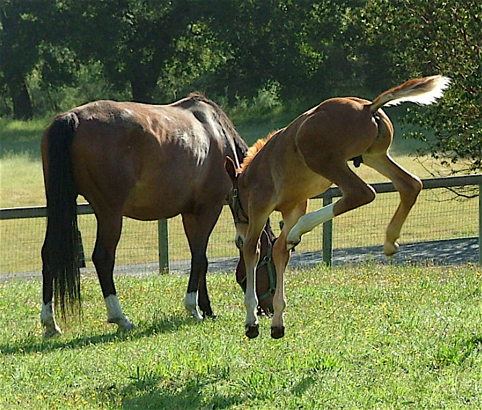 Whether it’s Hooves or Training, Horses Need Many Methods