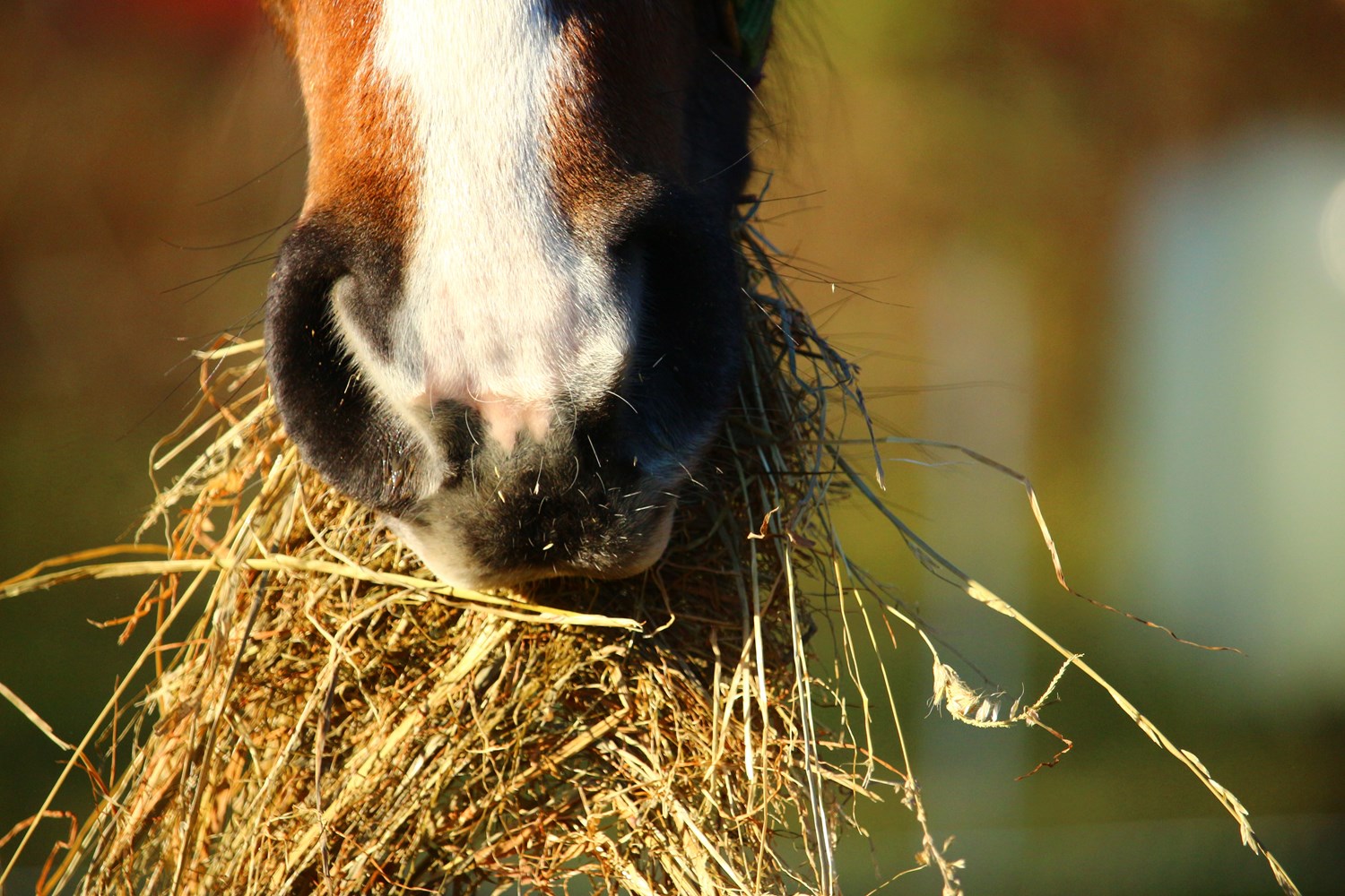 Why Does My Horse Dunk His Hay?