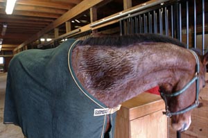 Dry Your Damp Horse in Winter