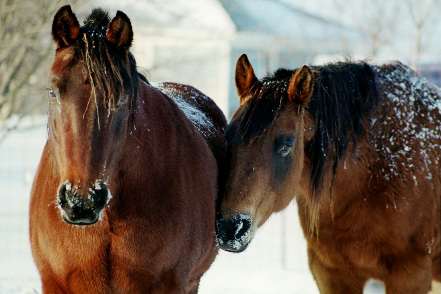 Winter Challenges and Caring for Senior Horses