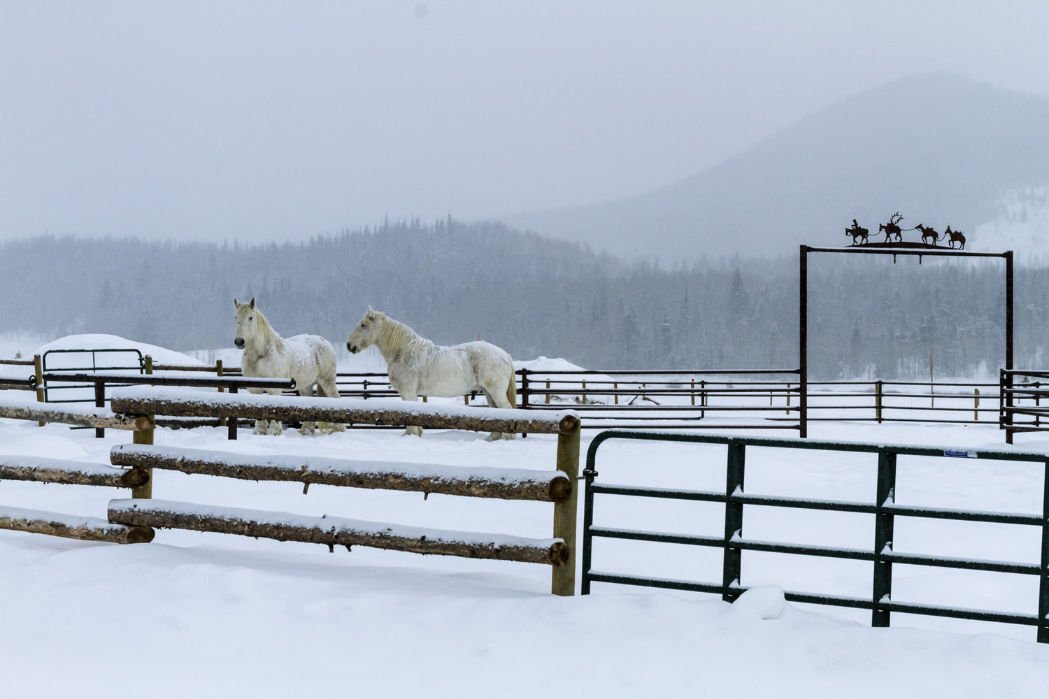Winter Freedom for Horses and Owners!