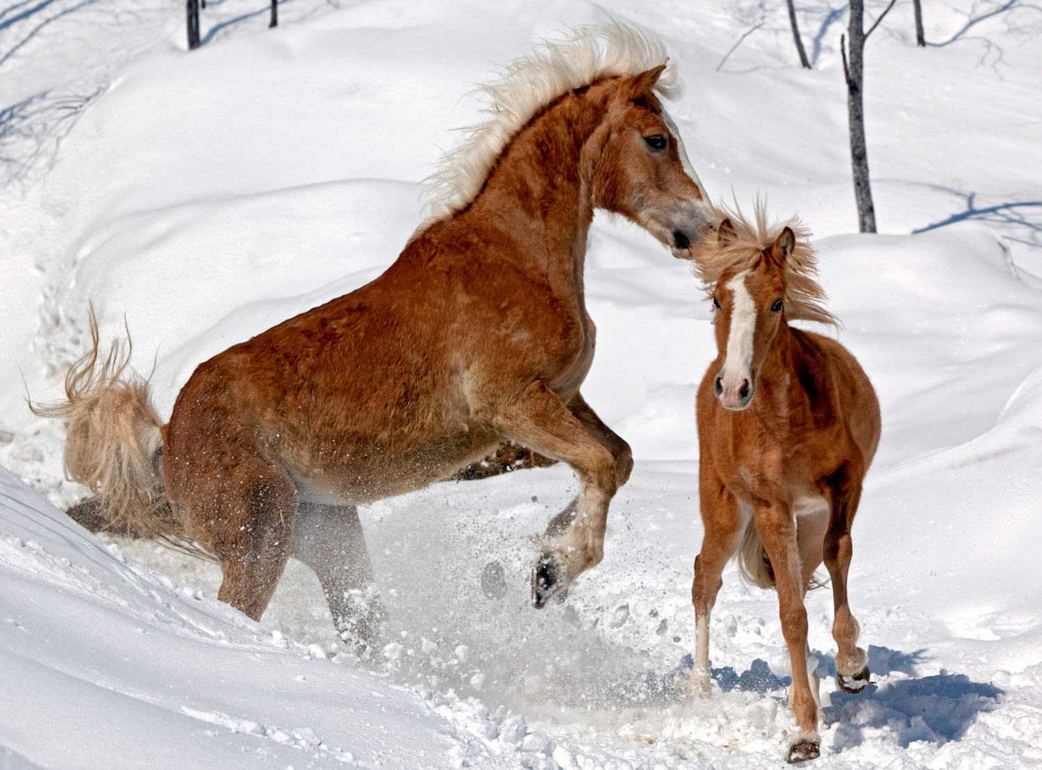 Winter Travel Tips for Equestrians