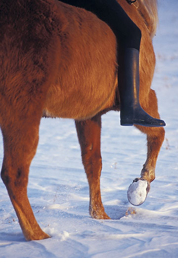 Winter Horse Hoof Care