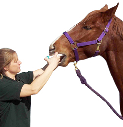 Right Facts About Equine Deworming