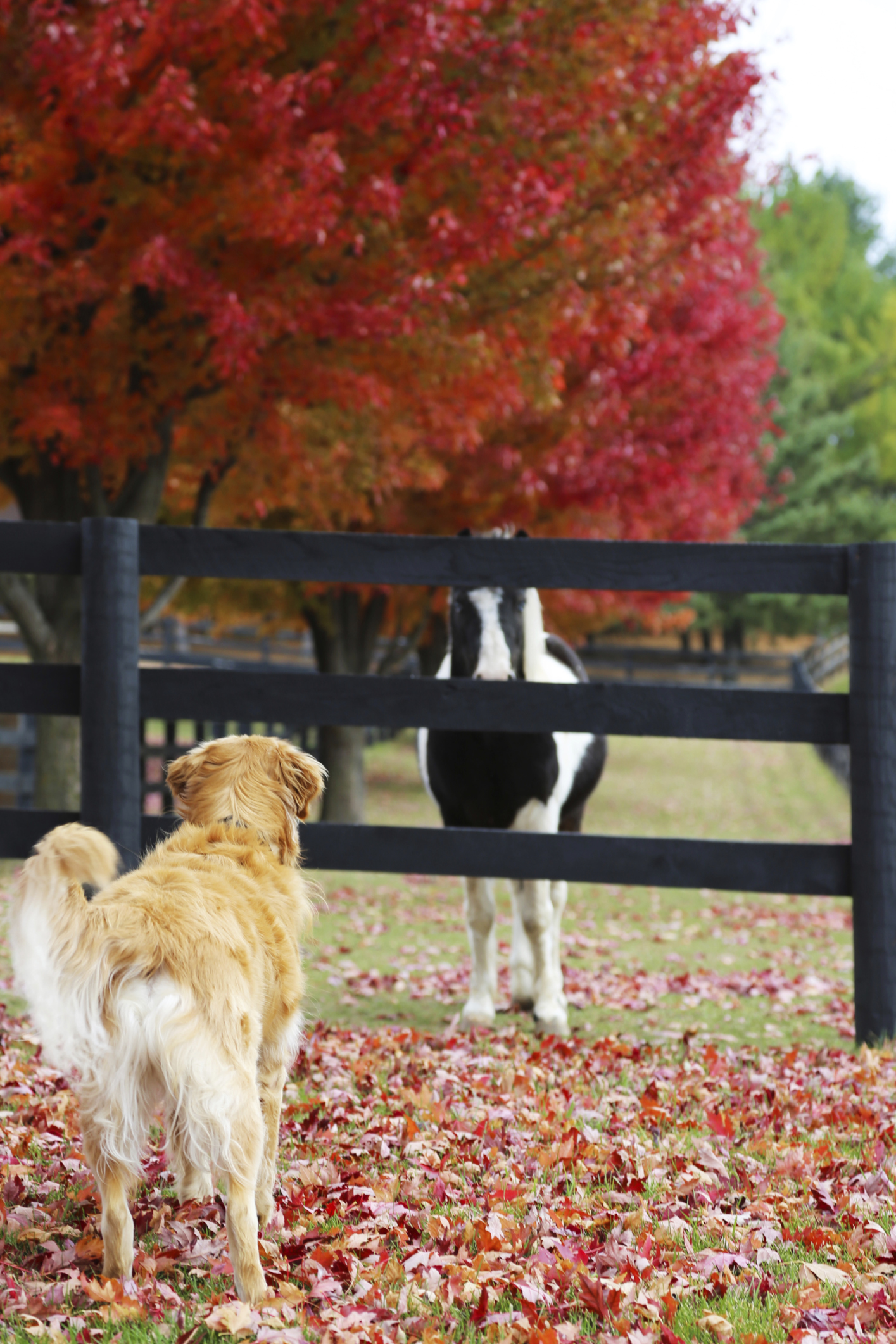 Your Horse & Your Dog, Together: A Perfect Fit For EQUUS Magazine’s 2014 Best Friends Photo Contest