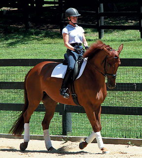 Your Horse`s Fitness: Why and How It`s So Important