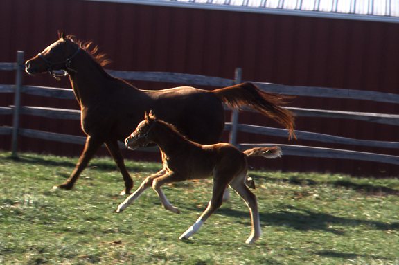 Ask the Experts: Returning a Broodmare to Work
