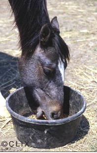 Buying Prepared Horse Feed
