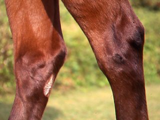 Capped Hock — How to Treat Capped Hocks in Horses