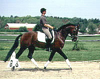 Developing Correct Contact in Dressage