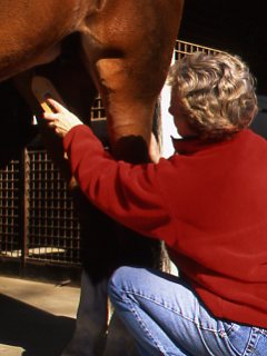 Cleaning a Horse’s Sheath