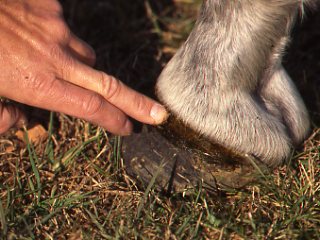Don’t Believe These Laminitis Myths