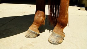 Equine Anatomy – The Hoof
