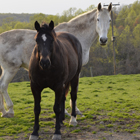 Equine Electro-Acuscope Therapy