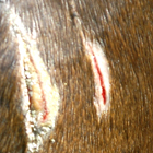 Equine Emergency! When to Call the Vet