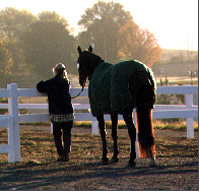 Checklist for Equine Insurance