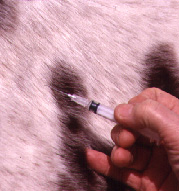 EQUUS Consultants: Injection Reactions in Horses